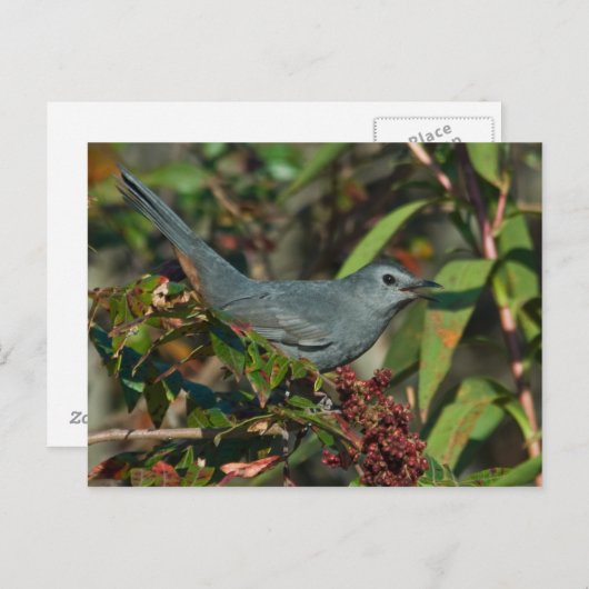 Catbirdはがき ポストカード (正面/裏面)