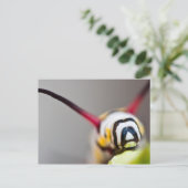 Caterpillarマクロポストカード ポストカード (スタンド正面)