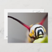 Caterpillarマクロポストカード ポストカード (正面/裏面)