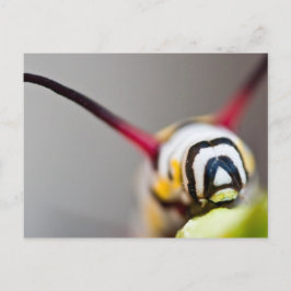 Caterpillarマクロポストカード ポストカード