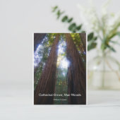 Cathedral Grove, Muir Woods California Products ポストカード (スタンド正面)