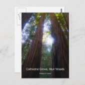 Cathedral Grove, Muir Woods California Products ポストカード (正面/裏面)