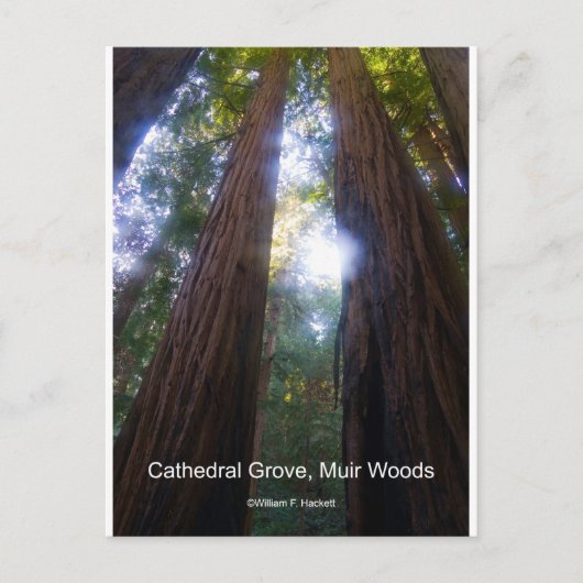 Cathedral Grove, Muir Woods California Products ポストカード (正面)