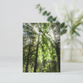 Cathedral Grove Sunlight for Postcrossing ポストカード (スタンド正面)