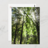Cathedral Grove Sunlight for Postcrossing ポストカード (正面/裏面)
