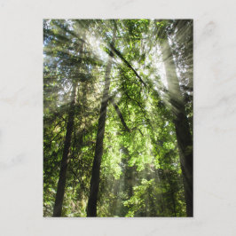 Cathedral Grove Sunlight for Postcrossing ポストカード