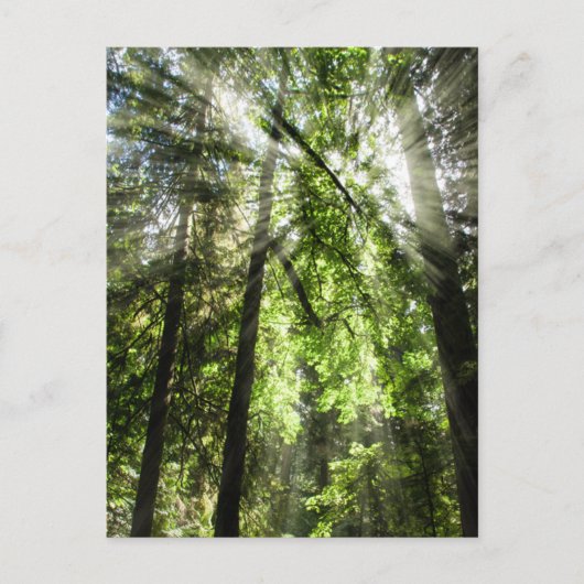 Cathedral Grove Sunlight for Postcrossing ポストカード (正面)