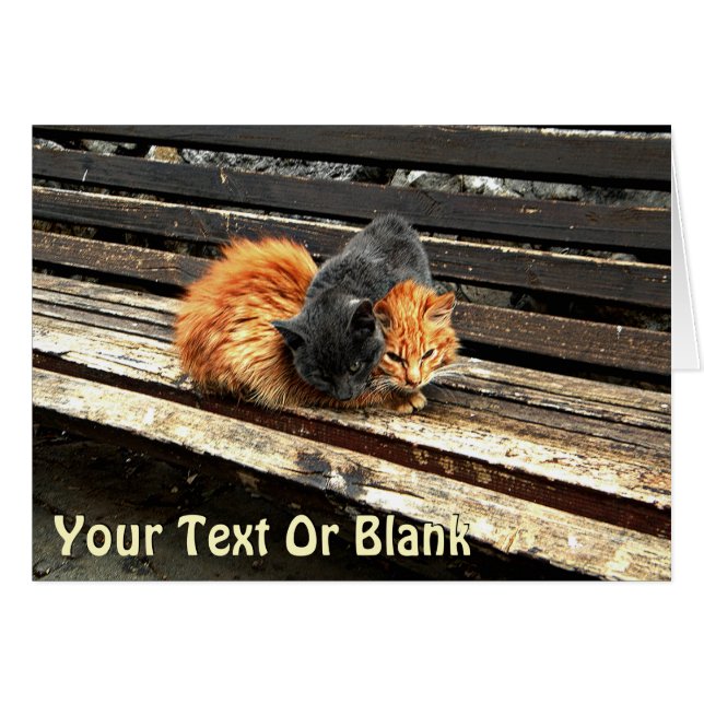 Catnapかわいこちゃん (正面横)