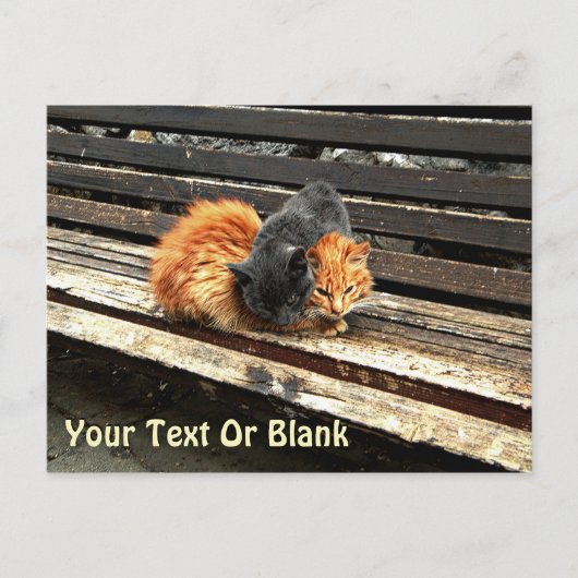 Catnapかわいこちゃん ポストカード (正面)