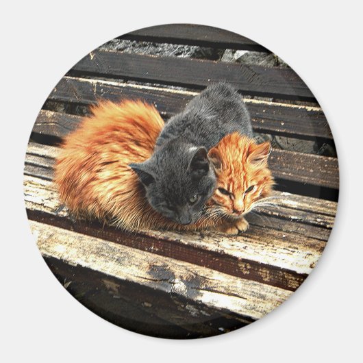 Catnap Cuties マグネット (正面)