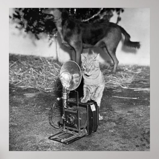 Catnipと言う： 1936 ポスター (正面)