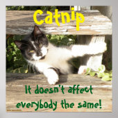 "Catnip", cats, funny, humor, cute, gift  ポスター (正面)