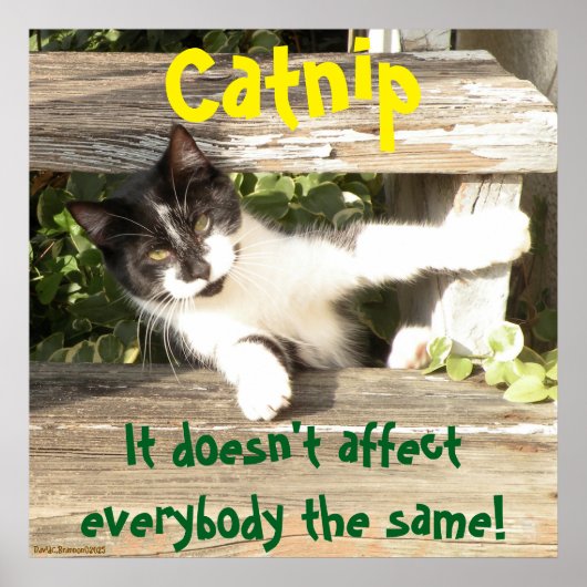 "Catnip", cats, funny, humor, cute, gift  ポスター (正面)