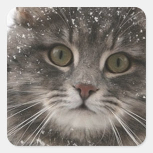 cats_and_snow15雪ペット動物が猫を祭る スクエアシール