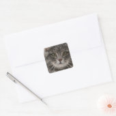 cats_and_snow15雪ペット動物が猫を祭る スクエアシール (封筒)