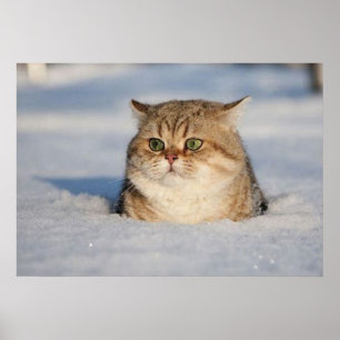 cats_and_snow7 ポスター