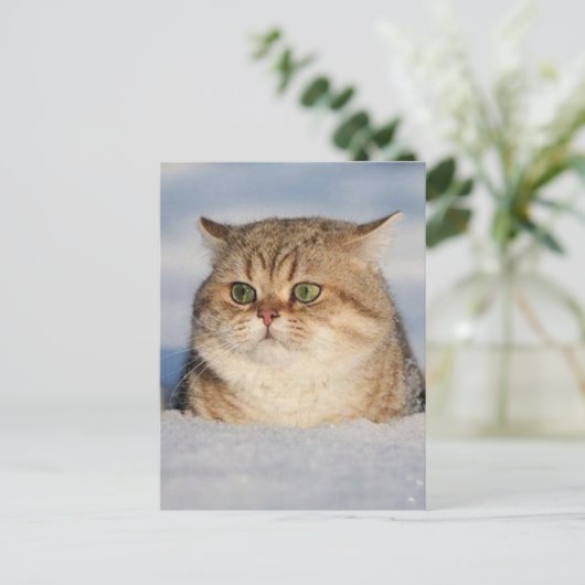 cats_and_snow7 ポストカード (スタンド正面)