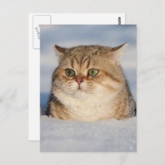 cats_and_snow7 ポストカード (正面/裏面)
