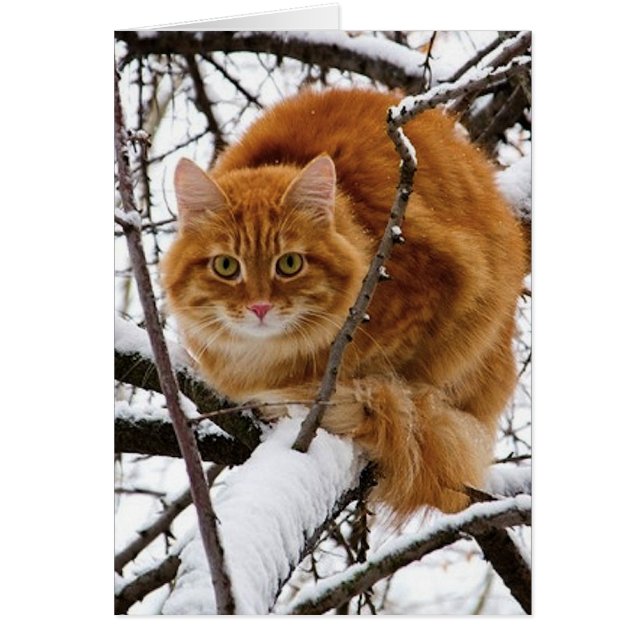 cats_and_snow_ (14) (正面)