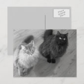 cats b n wポストカード ポストカード (正面/裏面)