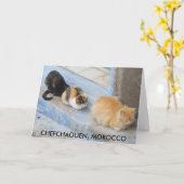 Cats, Chefchaouen，モロッコ カード (黄色い花)