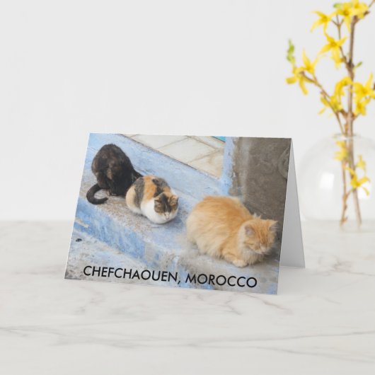Cats, Chefchaouen，モロッコ カード (黄色い花)
