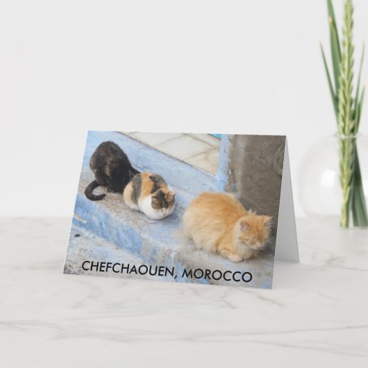 Cats, Chefchaouen，モロッコ カード (正面)