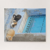 Cats, Chefchaouen，モロッコ ジグソーパズル (横)