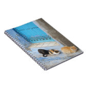 Cats, Chefchaouen,モロッコ ノートブック (右側)