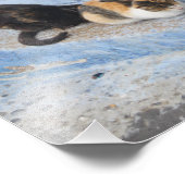 Cats, Chefchaouen，モロッコ フォトプリント (角)