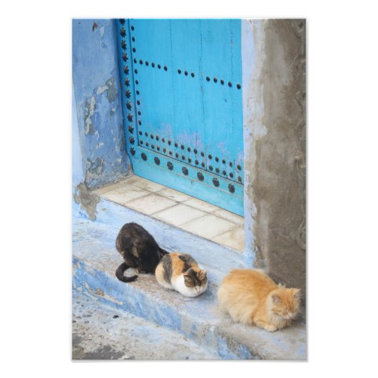 Cats, Chefchaouen，モロッコ フォトプリント (正面)