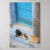Cats, Chefchaouen，モロッコ ポスター (正面)