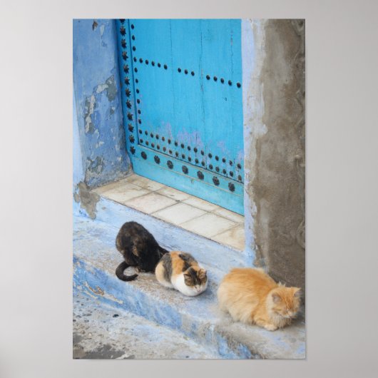Cats, Chefchaouen，モロッコ ポスター (正面)