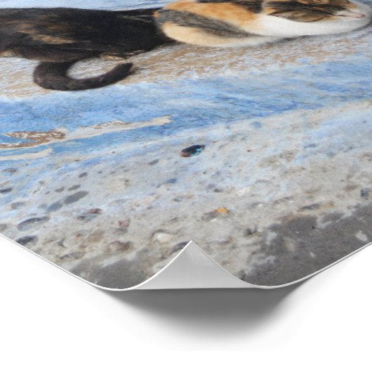 Cats, Chefchaouen，モロッコ ポスター (角)