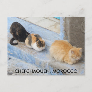 Cats, Chefchaouen，モロッコ ポストカード