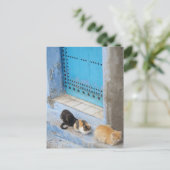 Cats, Chefchaouen,モロッコ ポストカード (スタンド正面)