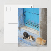 Cats, Chefchaouen,モロッコ ポストカード (正面/裏面)