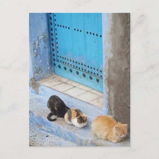 Cats, Chefchaouen,モロッコ ポストカード (正面)