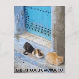 Cats, Chefchaouen,モロッコ ポストカード