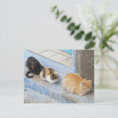 Cats, Chefchaouen,モロッコ ポストカード (スタンド正面)