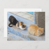 Cats, Chefchaouen,モロッコ ポストカード (正面/裏面)