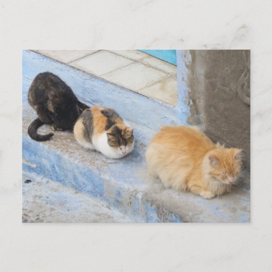 Cats, Chefchaouen,モロッコ ポストカード (正面)