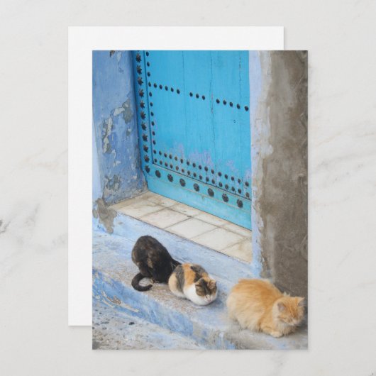 Cats, Chefchaouen, Moroccoカード (正面/裏面)