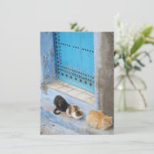 Cats, Chefchaouen, Moroccoカード (スタンド正面)