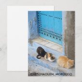 Cats, Chefchaouen, Moroccoカード (正面/裏面)