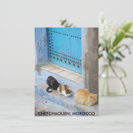 Cats, Chefchaouen, Moroccoカード (スタンド正面)