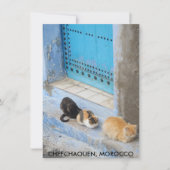 Cats, Chefchaouen, Moroccoカード (正面)