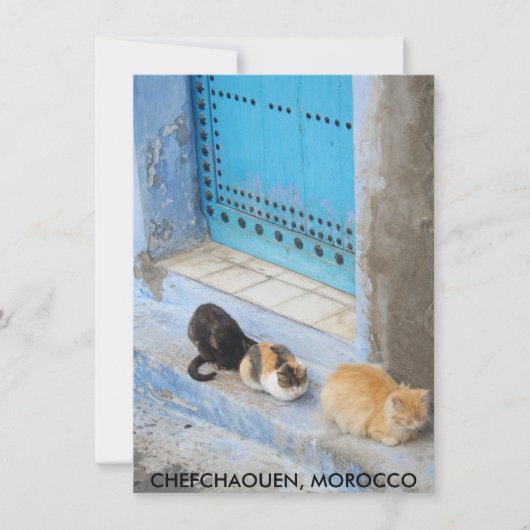 Cats, Chefchaouen, Moroccoカード (正面)