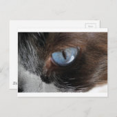 Cat's Eye.JPG ポストカード (正面/裏面)