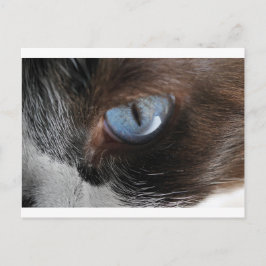 Cat's Eye.JPG ポストカード